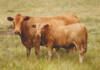 Prediction of breeding values for carcass traits in Tuli cattle