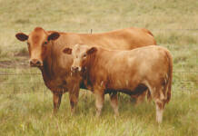 Prediction of breeding values for carcass traits in Tuli cattle