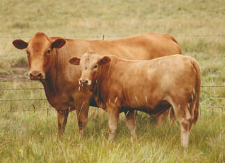 Prediction of breeding values for carcass traits in Tuli cattle
