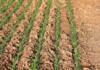 Eight mistakes to avoid when planting winter crops