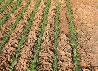 Eight mistakes to avoid when planting winter crops