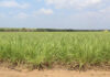 SA agriculture at risk as crises crowd out policy action
