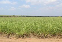 SA agriculture at risk as crises crowd out policy action