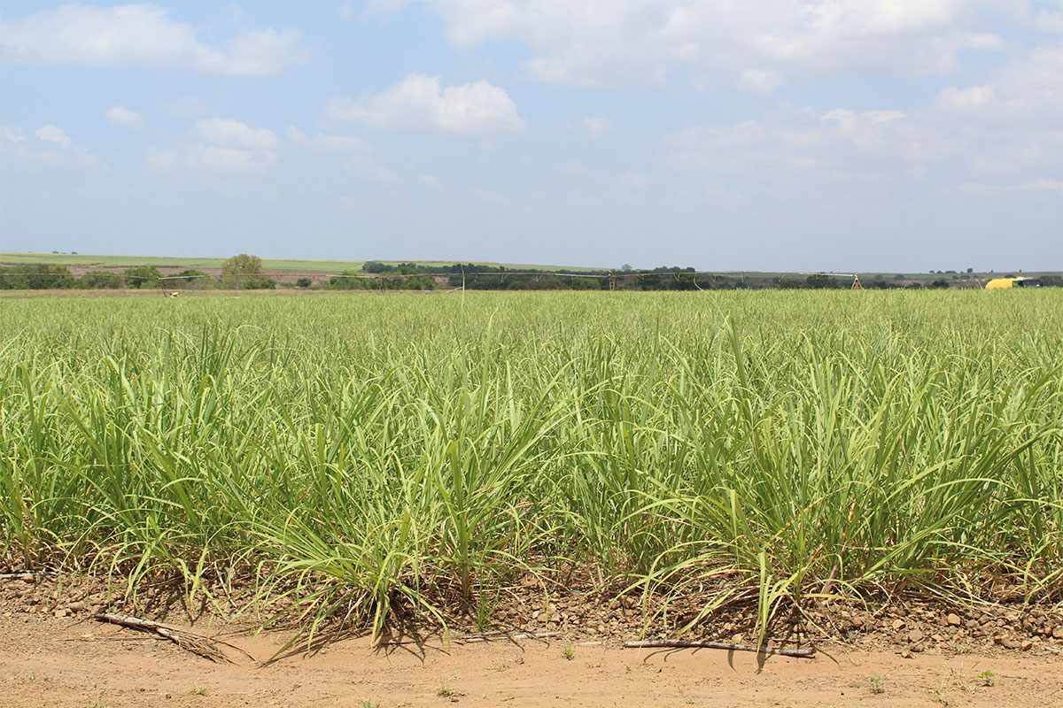 SA agriculture at risk as crises crowd out policy action