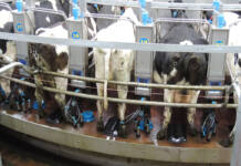 FMD response: government’s assurances vs farmers’ reality