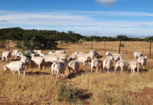 Proven traits and adaptability make Dorpers popular around the world