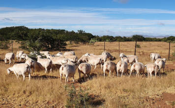 Proven traits and adaptability make Dorpers popular around the world