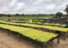 Precision and discipline drive success on Northern Cape raisin farm