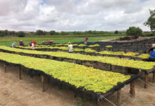 Precision and discipline drive success on Northern Cape raisin farm
