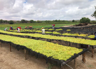 Precision and discipline drive success on Northern Cape raisin farm