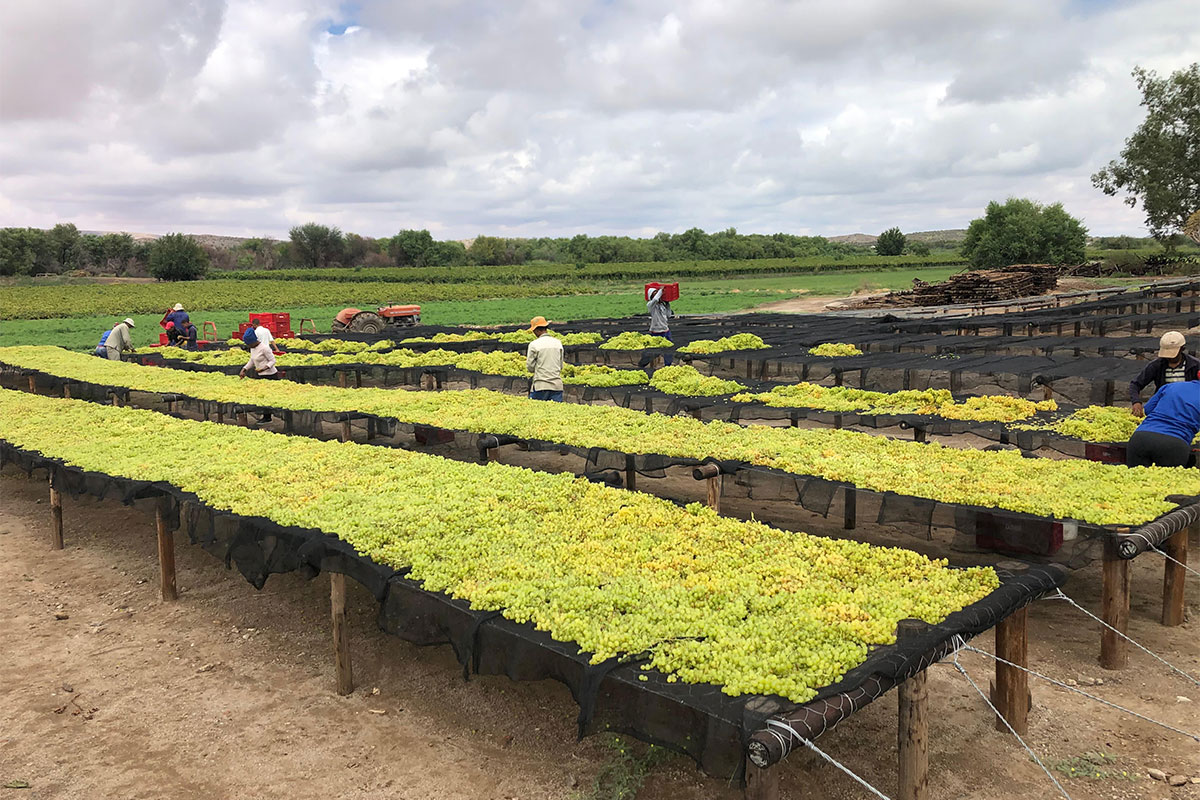 Precision and discipline drive success on Northern Cape raisin farm