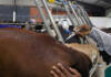 High court sets final deadline for FMD vaccination scheme