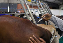 High court sets final deadline for FMD vaccination scheme