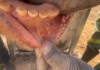 RPO appeals for ‘voice of reason’ amid FMD vaccination dispute