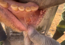 RPO appeals for ‘voice of reason’ amid FMD vaccination dispute