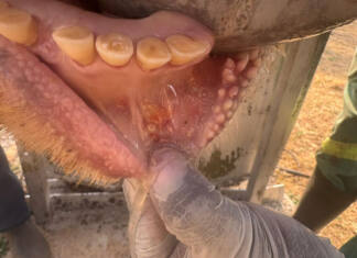 RPO appeals for ‘voice of reason’ amid FMD vaccination dispute