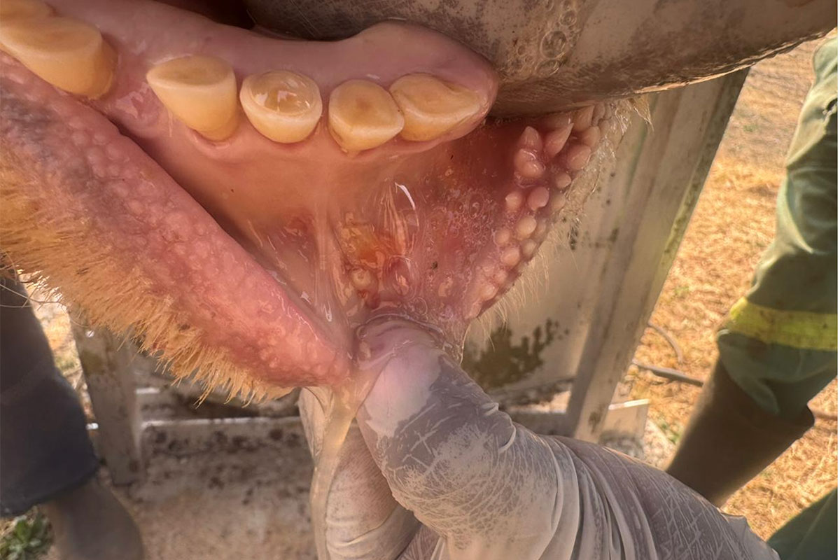 RPO appeals for ‘voice of reason’ amid FMD vaccination dispute