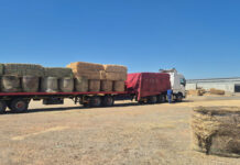 Western Cape livestock farmers to receive R22m in fodder support