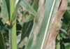 Goss’s wilt spreads in SA, industry calls for vigilance not panic