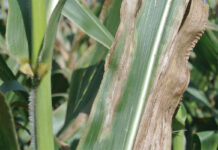 Goss’s wilt spreads in SA, industry calls for vigilance not panic