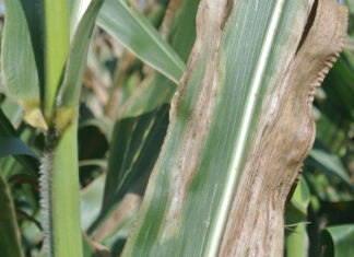 Goss’s wilt spreads in SA, industry calls for vigilance not panic