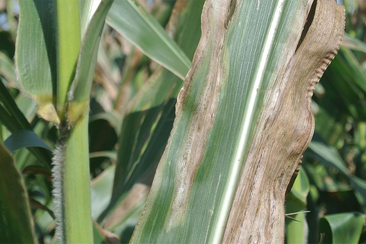 Goss’s wilt spreads in SA, industry calls for vigilance not panic