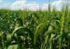 Zimbabwe targets wheat surplus amid farmer pay and power woes