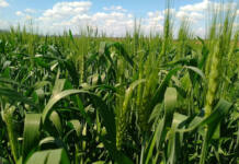 Zimbabwe targets wheat surplus amid farmer pay and power woes