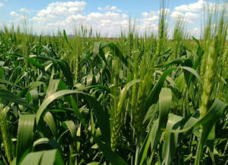 Zimbabwe targets wheat surplus amid farmer pay and power woes