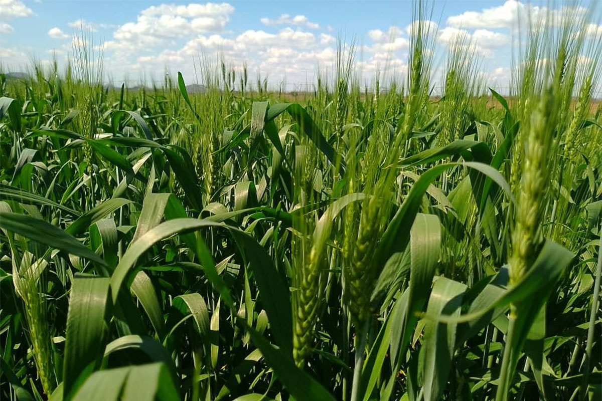 Zimbabwe targets wheat surplus amid farmer pay and power woes