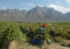 Opstal Estate: seven generations of resilience, grit, and heritage