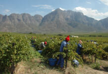 Opstal Estate: seven generations of resilience, grit, and heritage