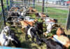 KZN agriculture ramps up support for women farmers