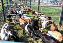 KZN agriculture ramps up support for women farmers