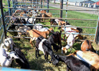 KZN agriculture ramps up support for women farmers