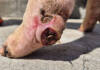 NSPCA raises alarm over animal welfare failures at prison farms