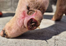 NSPCA raises alarm over animal welfare failures at prison farms