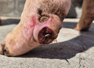NSPCA raises alarm over animal welfare failures at prison farms