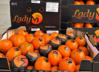 Fruit export triangle from South Africa to Morocco and back