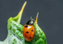 IFAJ webinar series spotlights biological crop protection challenges