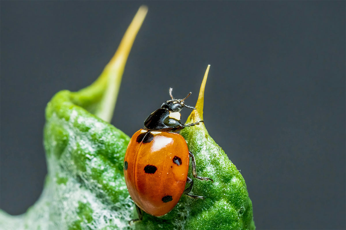 IFAJ webinar series spotlights biological crop protection challenges