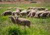 Exports stall as red tape chokes meat trade