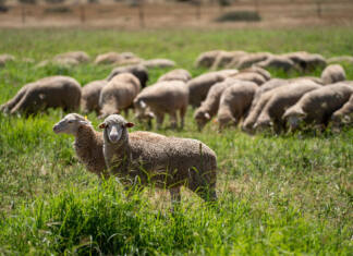 Exports stall as red tape chokes meat trade