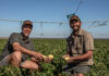 Panda Potatoes reflects Agrico’s commitment to African farmers