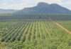 Not cheaper, just different: what you should know about farming in Mozambique