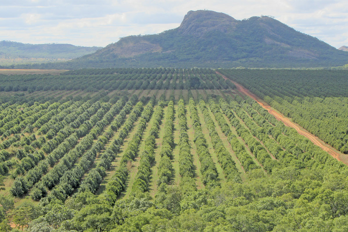 Not cheaper, just different: what you should know about farming in Mozambique