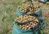 Nathi entrepreneurs are nutty about mac oil