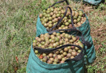 Nathi entrepreneurs are nutty about mac oil