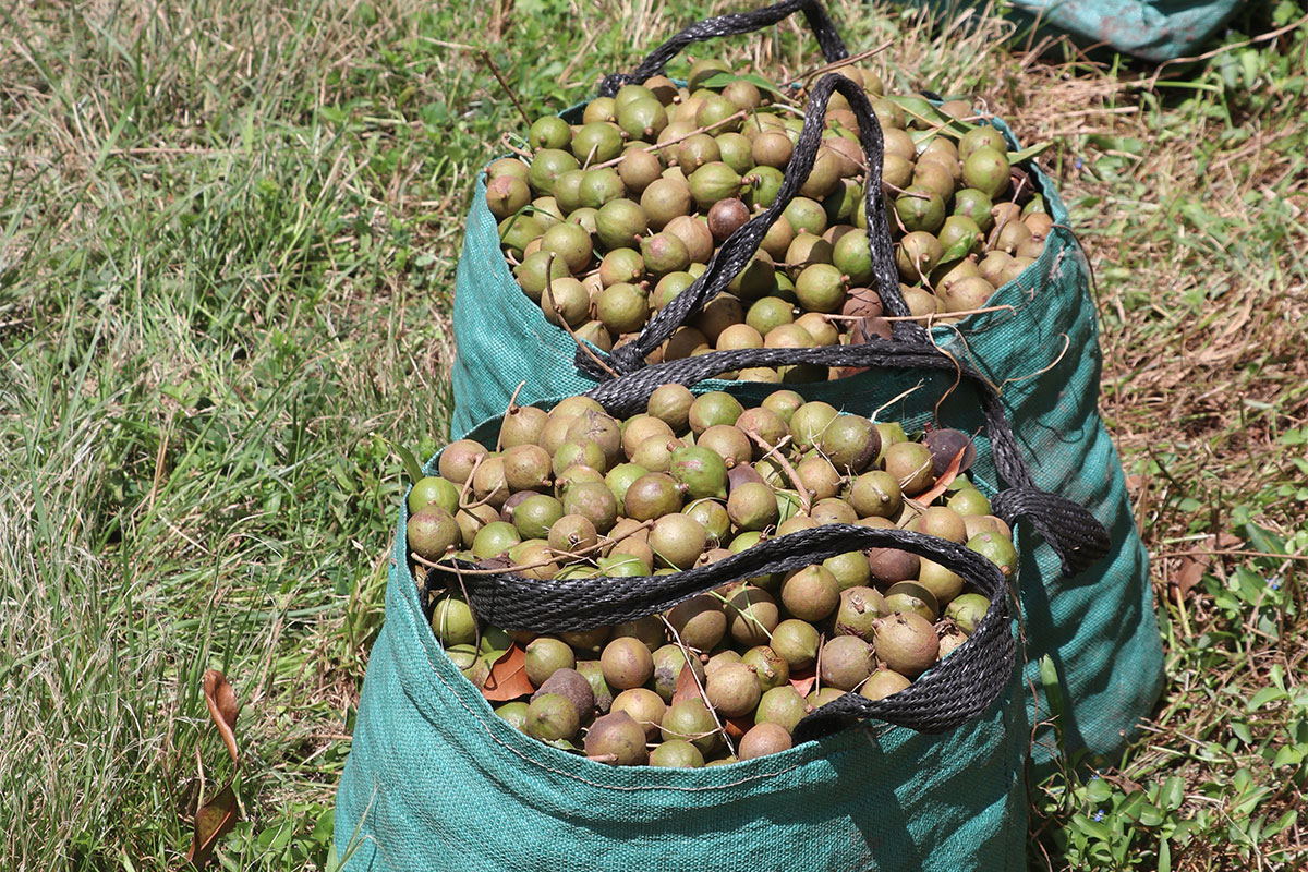 Nathi entrepreneurs are nutty about mac oil