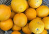 Favourable conditions drive citrus export growth